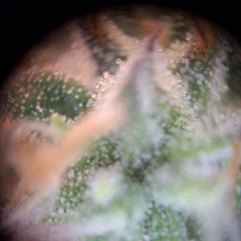 Orion F1 #1 growlog timeline photo