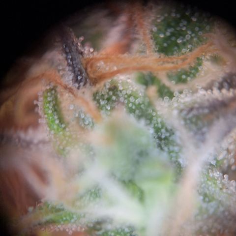 Orion F1 #1 growlog timeline photo