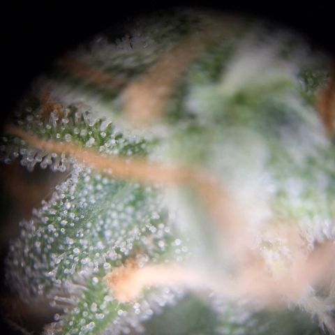 Orion F1 #1 growlog timeline photo