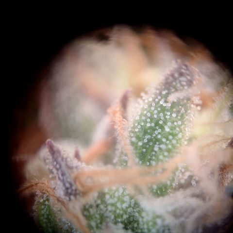 Orion F1 #1 growlog timeline photo