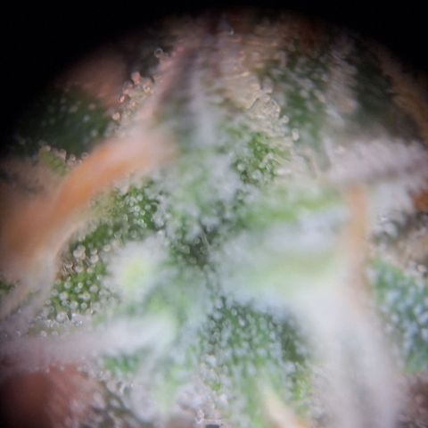 Orion F1 #1 growlog timeline photo