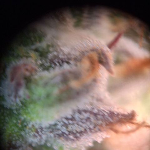 Orion F1 #1 growlog timeline photo