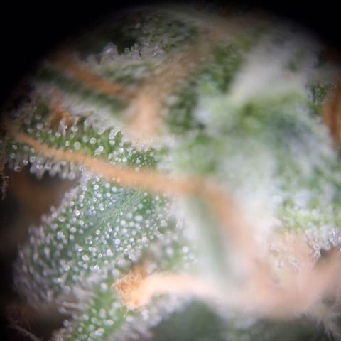 Orion F1 #1 growlog timeline photo