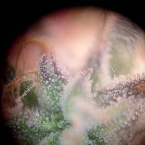 Orion F1 #1 growlog timeline photo