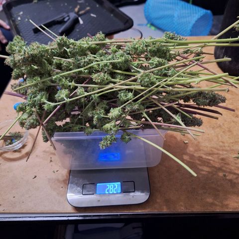 Orion F1 #1 growlog photo: Großer Tannenbaum geerntet

282g Trockengewicht 