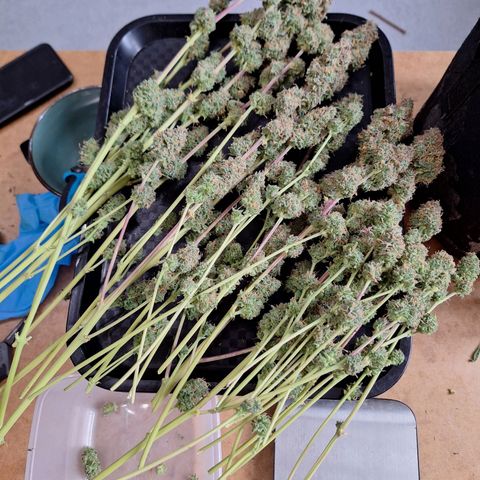 Orion F1 #1 growlog timeline photo