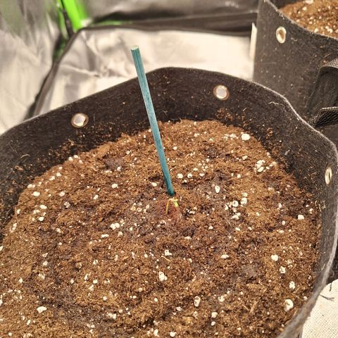 Orion F1 #2 growlog timeline photo