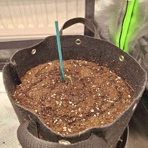 Orion F1 #2 growlog timeline photo