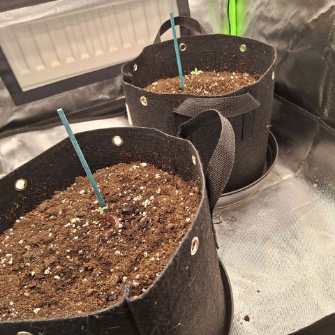 Orion F1 #2 growlog timeline photo