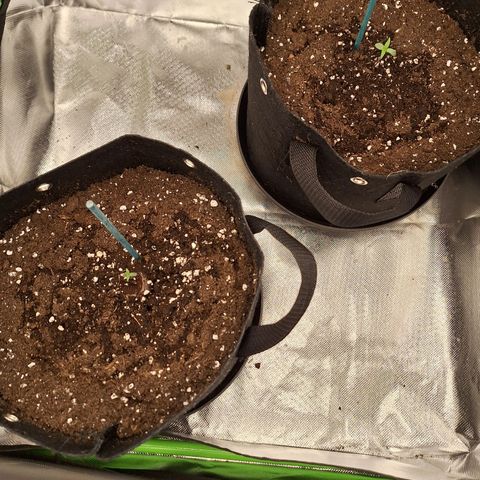 Orion F1 #2 growlog timeline photo