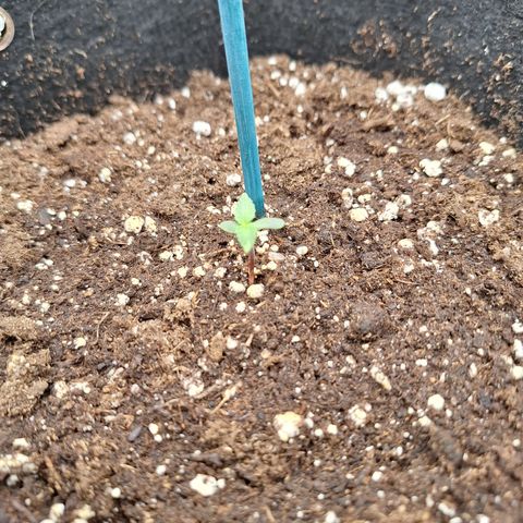 Orion F1 #2 growlog timeline photo