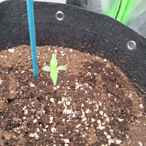Orion F1 #2 growlog timeline photo