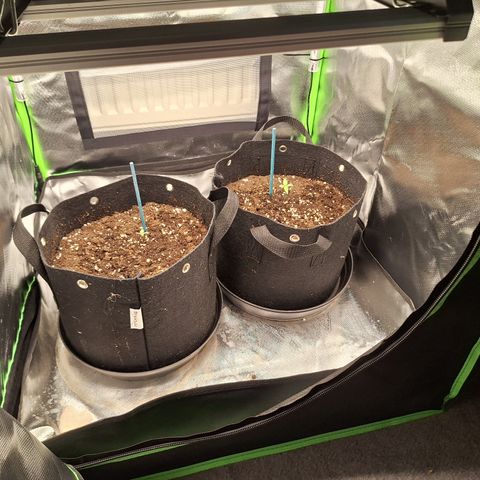 Orion F1 #2 growlog timeline photo