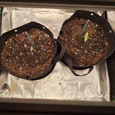 Orion F1 #2 growlog timeline photo