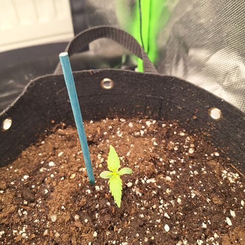 Orion F1 #2 growlog timeline photo