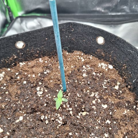 Orion F1 #2 growlog timeline photo
