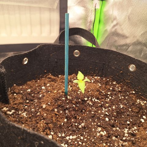 Orion F1 #2 growlog timeline photo
