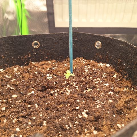 Orion F1 #2 growlog timeline photo