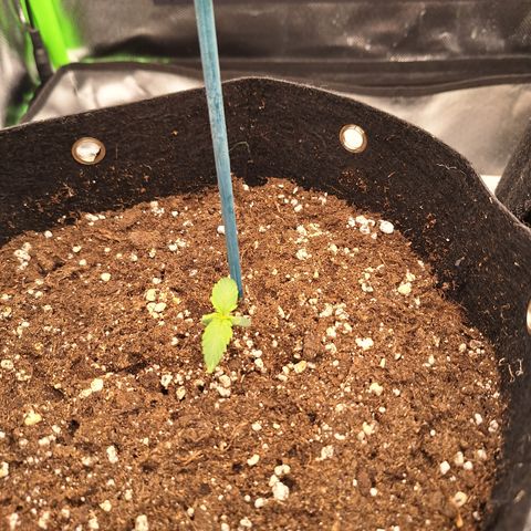Orion F1 #2 growlog timeline photo