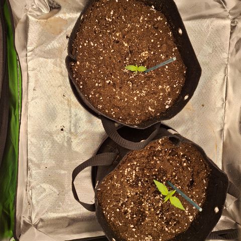 Orion F1 #2 growlog timeline photo