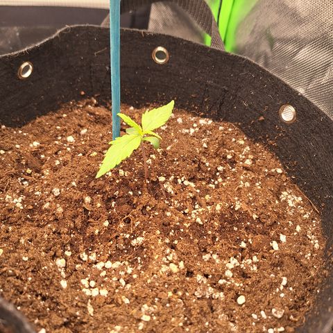 Orion F1 #2 growlog timeline photo