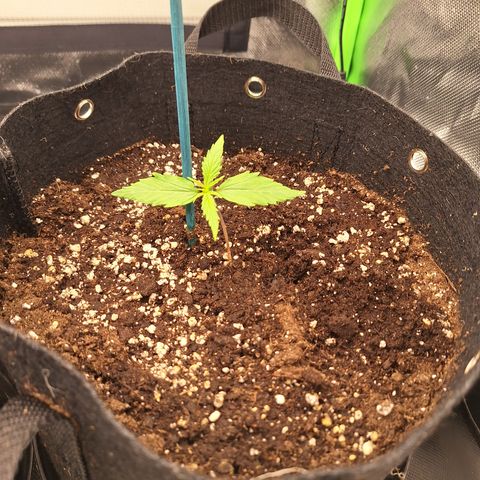 Orion F1 #2 growlog timeline photo