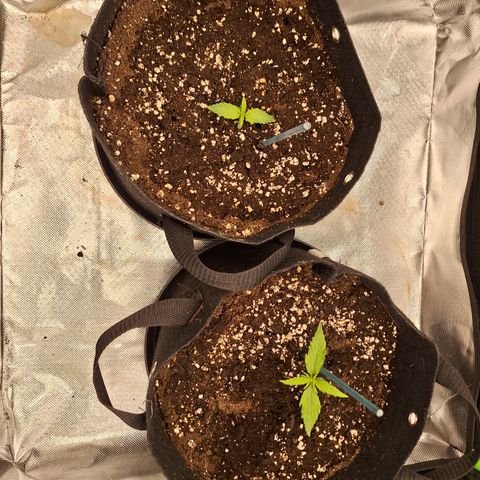 Orion F1 #2 growlog timeline photo