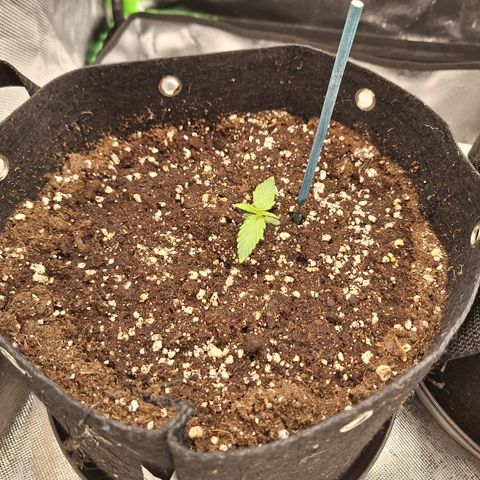 Orion F1 #2 growlog timeline photo