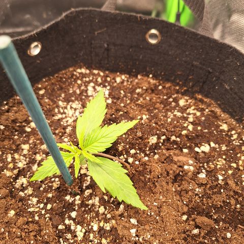 Orion F1 #2 growlog timeline photo
