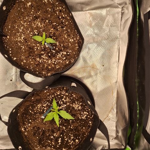 Orion F1 #2 growlog timeline photo