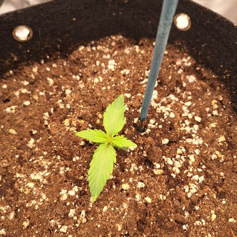Orion F1 #2 growlog timeline photo