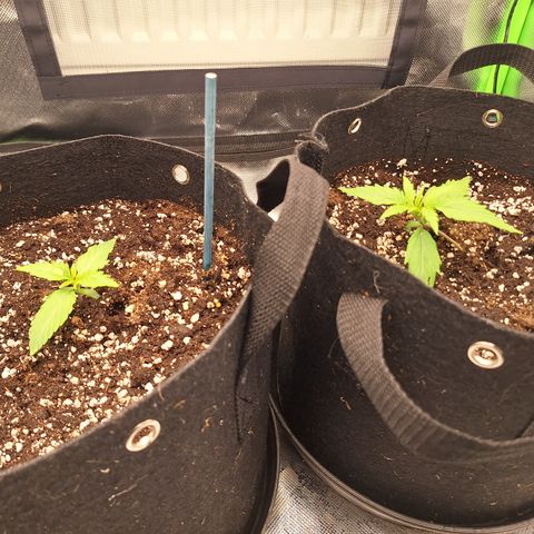 Orion F1 #2 growlog timeline photo
