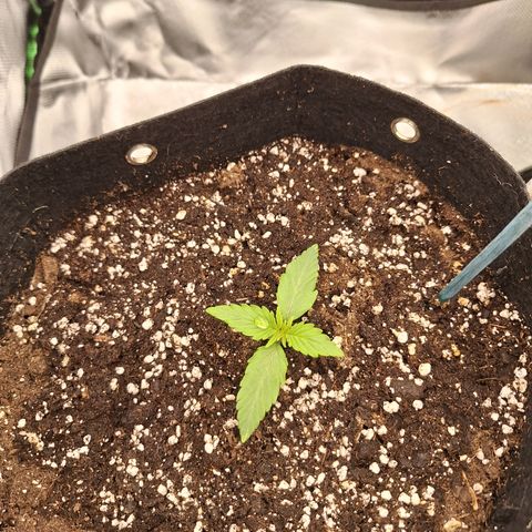 Orion F1 #2 growlog timeline photo