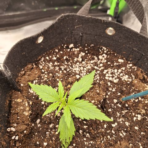 Orion F1 #2 growlog timeline photo