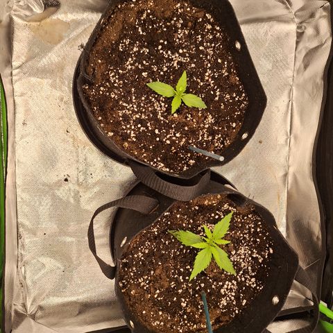 Orion F1 #2 growlog timeline photo