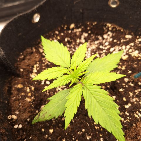 Orion F1 #2 growlog timeline photo