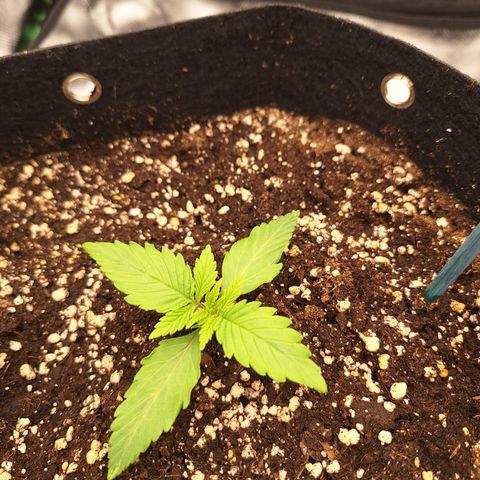 Orion F1 #2 growlog timeline photo