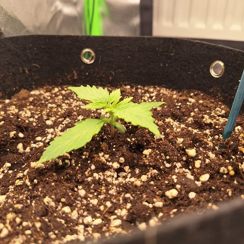 Orion F1 #2 growlog timeline photo