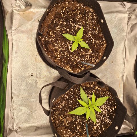 Orion F1 #2 growlog timeline photo
