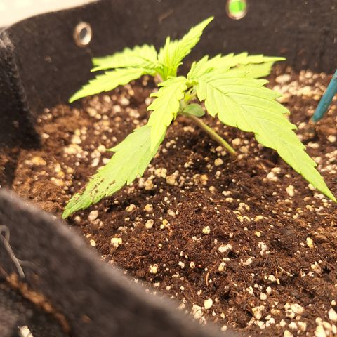 Orion F1 #2 growlog timeline photo