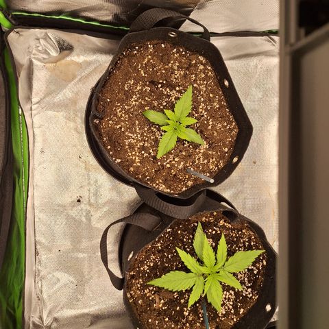 Orion F1 #2 growlog timeline photo