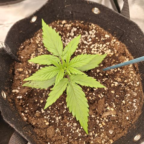 Orion F1 #2 growlog timeline photo