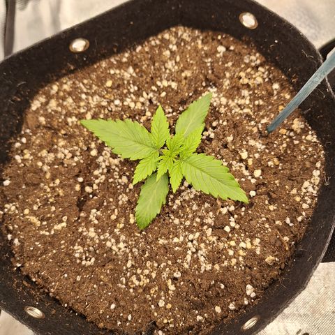 Orion F1 #2 growlog timeline photo
