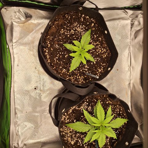 Orion F1 #2 growlog timeline photo