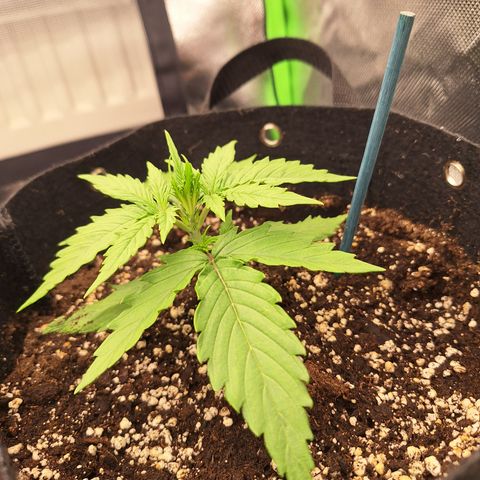 Orion F1 #2 growlog timeline photo