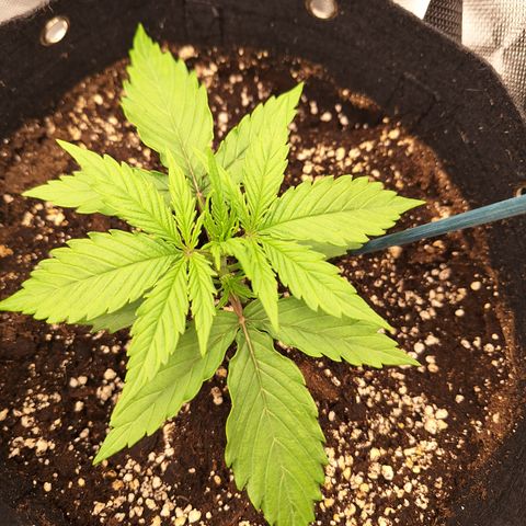 Orion F1 #2 growlog timeline photo