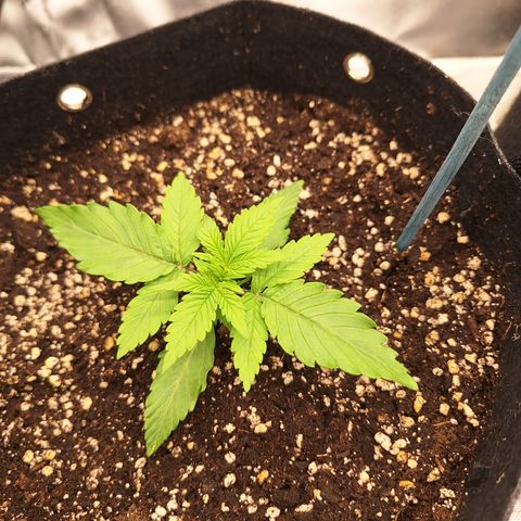 Orion F1 #2 growlog timeline photo