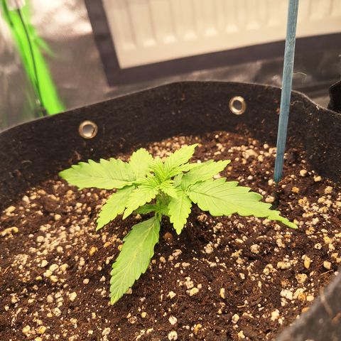 Orion F1 #2 growlog timeline photo