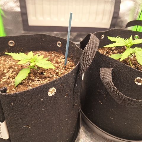 Orion F1 #2 growlog timeline photo