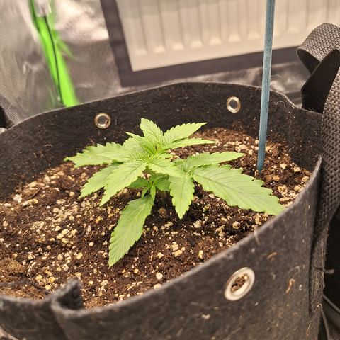 Orion F1 #2 growlog timeline photo